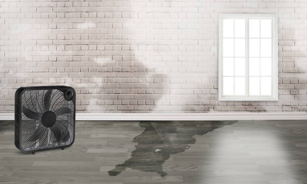 Best Residential water damage restoration  in Greenfield, TN