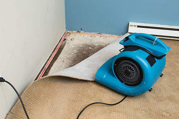Best Professional water damage repair  in Greenfield, TN